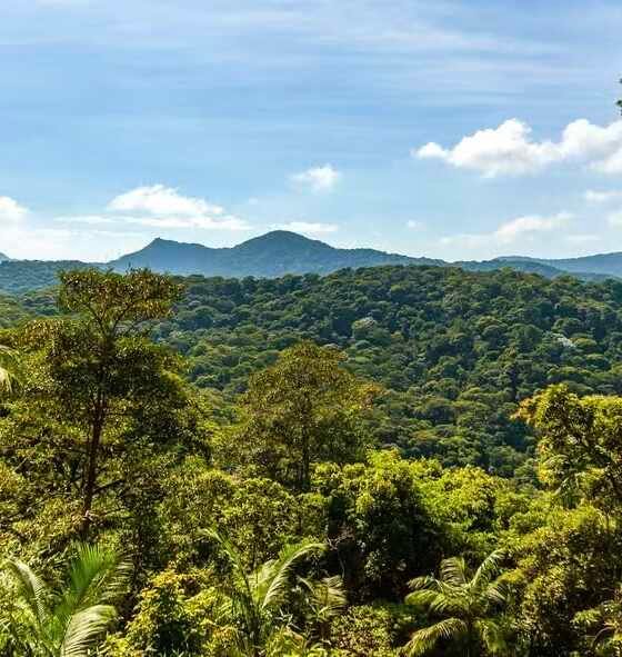 Carbono Retido de Biodiversidade - Serviços Ambientais - Crédito da Foto Divulgação